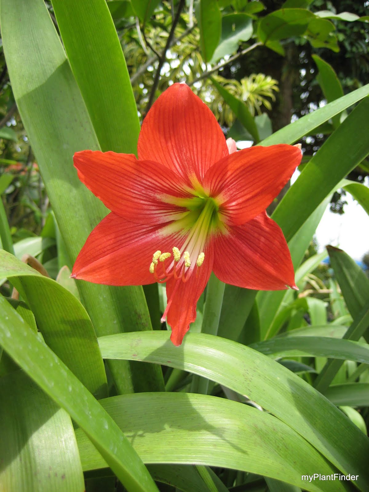 معرفی و راهنمای پرورش گیاهان زینتی - آماریلیس قرمز